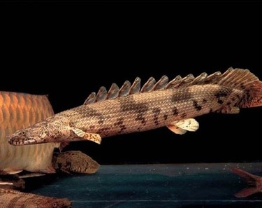 鳄鱼恐龙王