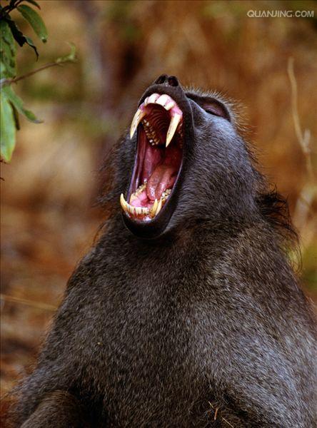  p>狒狒(学名: i>papio /i>):灵长目 a target="_blank" href="/item