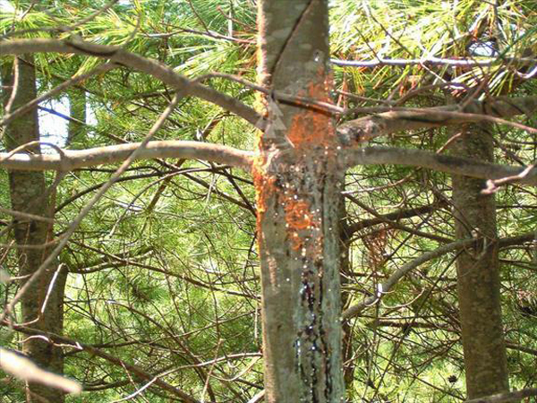  p>锈菌目的一科.