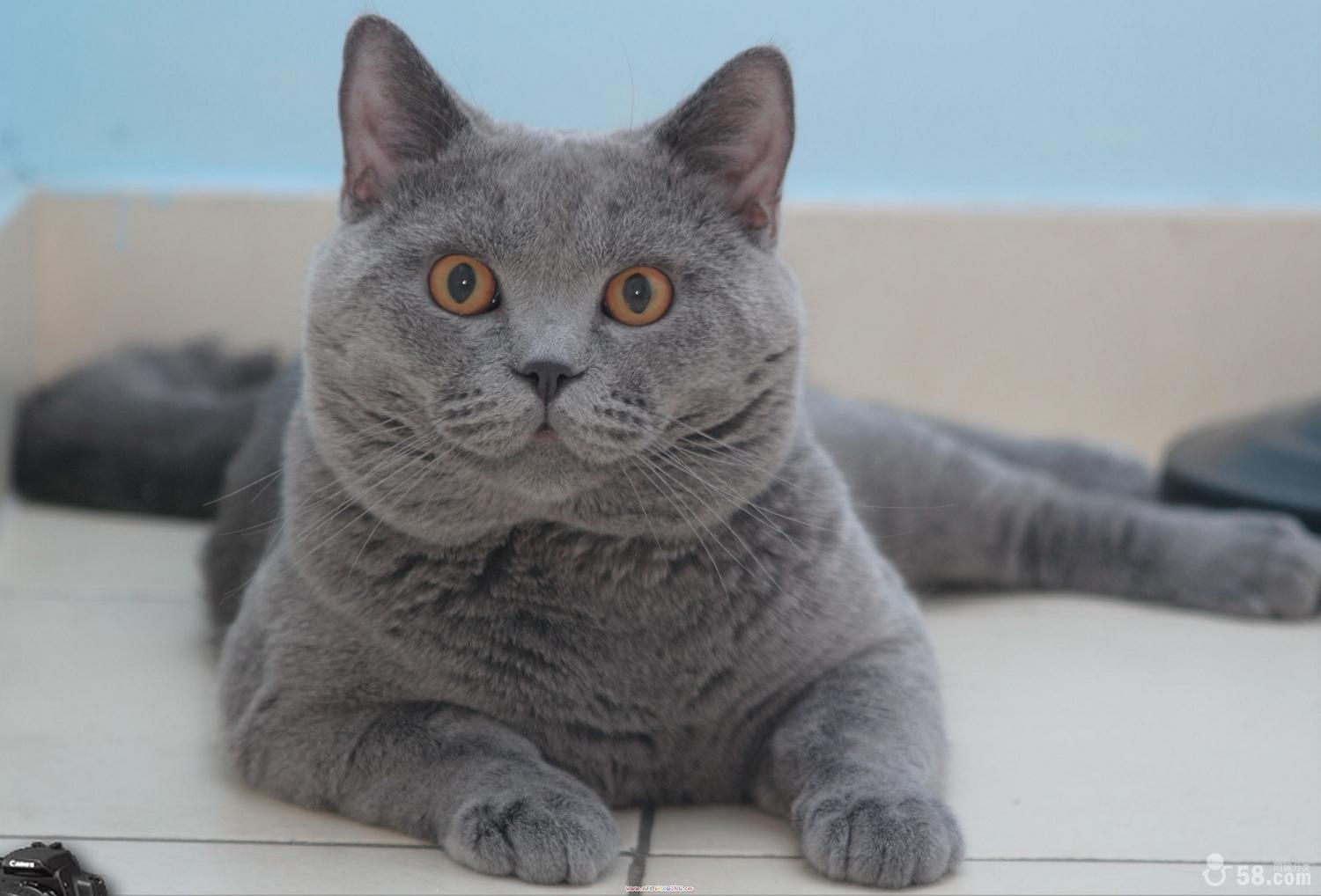 海豹色玳瑁虎斑重点色猫
