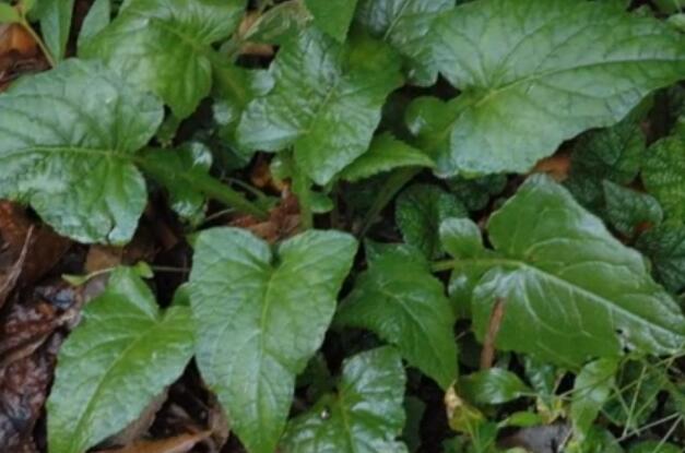 luchunensis/i>shih)是菊科假福王草属的植物,有叶柄,柄长达11厘米