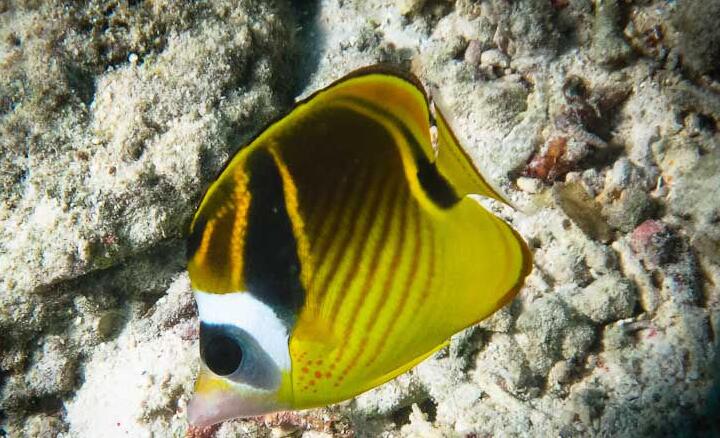  p>月眉蝶,是一种珊瑚礁鱼类 ,属蝶鱼科,性情温和. /p>