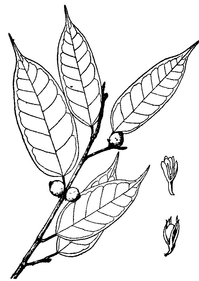 湖北)凉粉树(中国树木分类学),冰粉树(丽江),岩石榴(植物名实图考