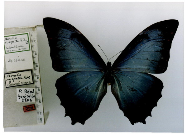  p>尼佩尔特闪蝶, i>morpho niepelti ( /i>r  ber, 1927),鳞翅目 a