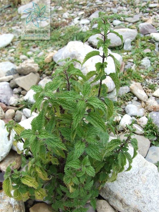  p>荨麻(学名: i>urtica fissa /i> e. pritz.