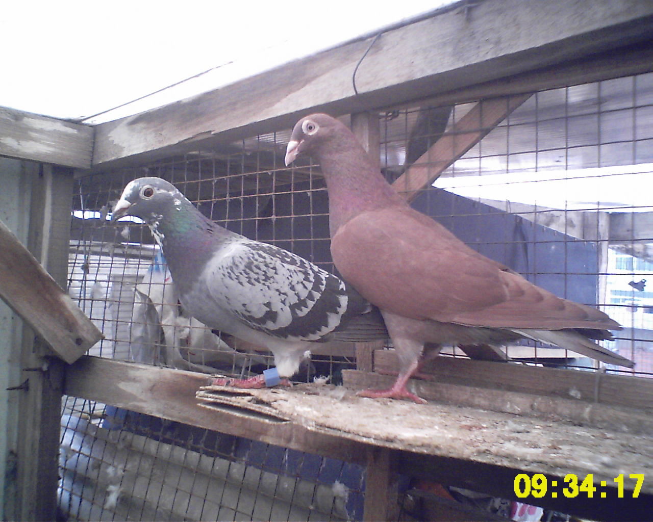  p>卡奴鸽,又称 a href="#">赤鸽 /a>,加奴鸽,卡伦鸽等,是鸽界所喜爱