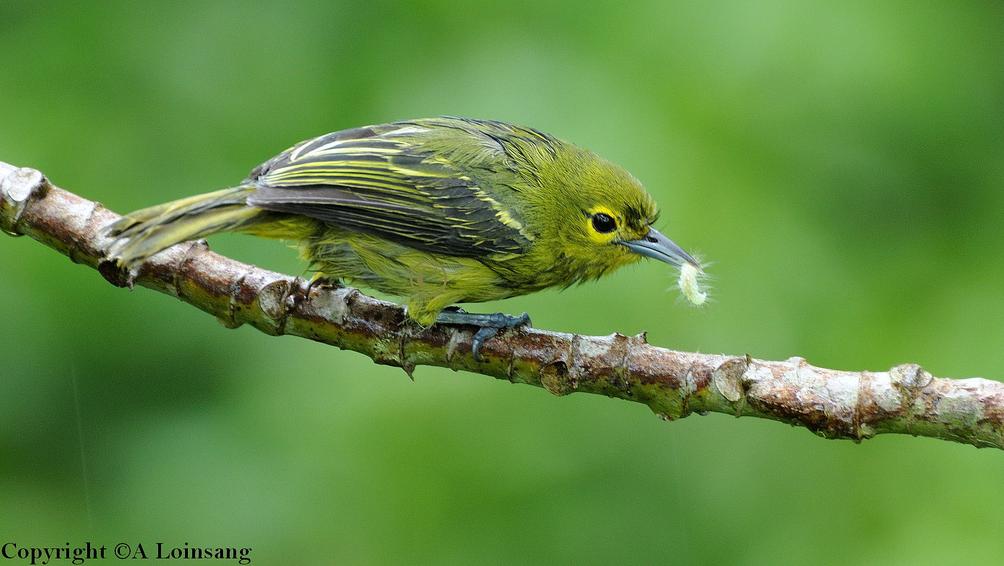  p>绿雀鹎(学名:aegithina viridissima)是小型 a href="#" data