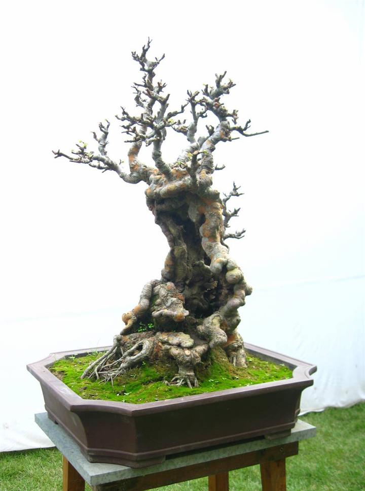 榆树盆景