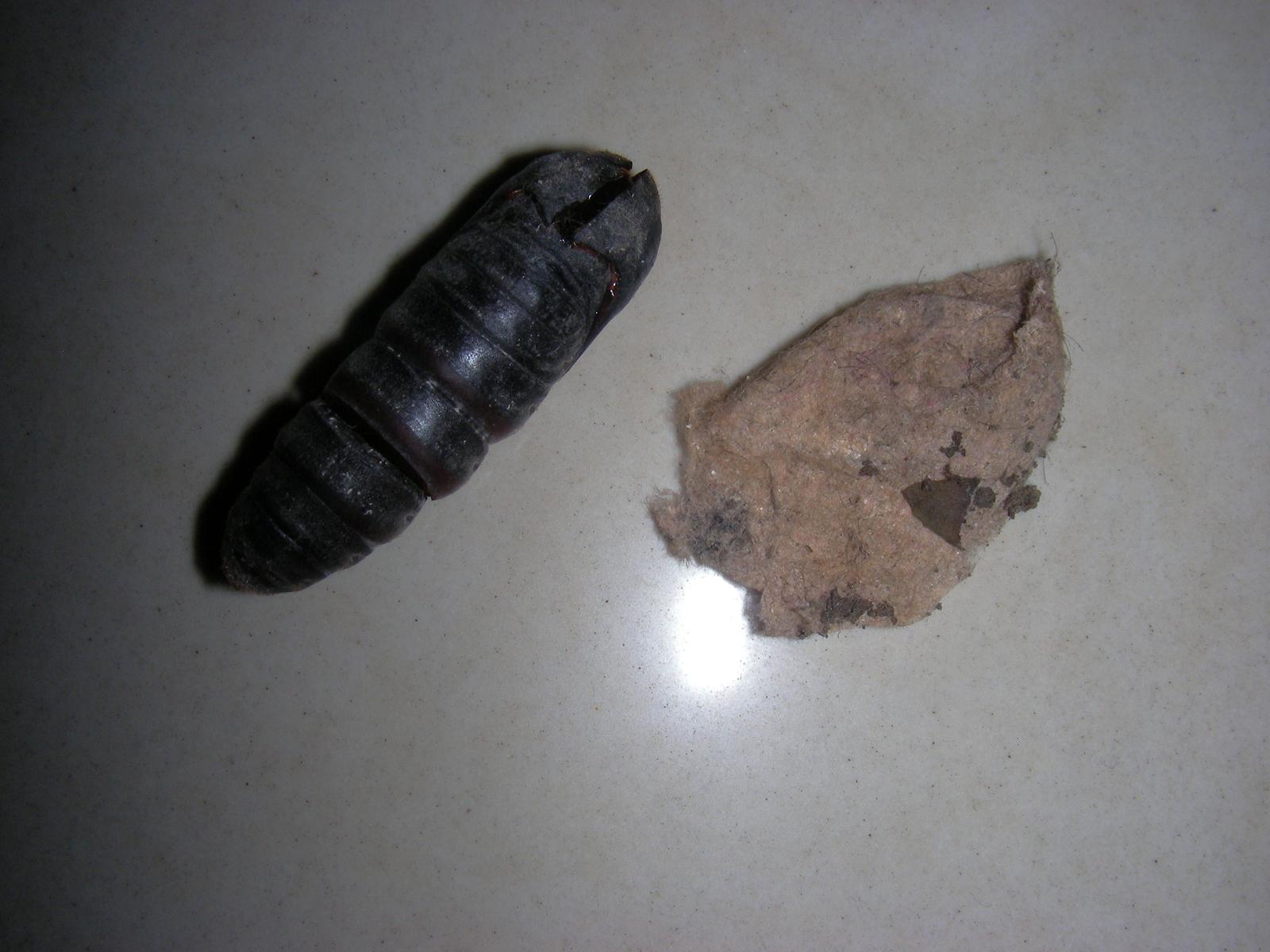  p>杨枯叶蛾,中文别名:柳星枯叶蛾,白杨毛虫,杨柳枯叶蛾, a target="