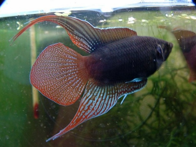  p>圆尾斗鱼(学名:macropodus ocellatus)为 a target="_blank" href=