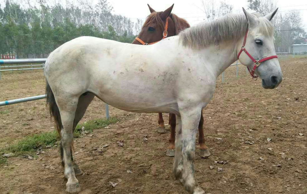 equidae)动物,体质干燥结实,头稍重,直头,颚凹宽广,耳小前竖,颈长中等