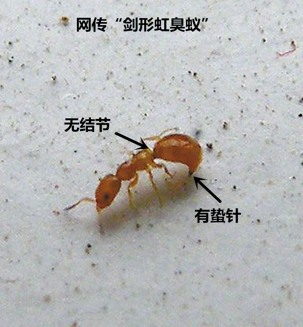 剑形虹臭蚁