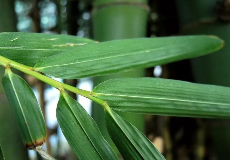 data-lemmaid="1520017">灌木 /a>或乔木状竹类,地下茎合轴型