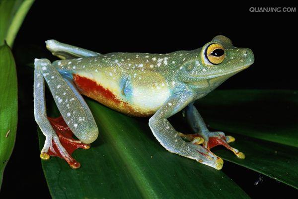  p>树蛙,无尾目树蛙科的1属,体多细长而扁,后肢长,吸盘大,指,趾间有