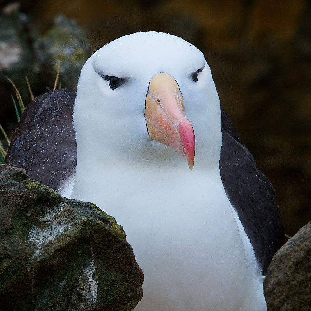  p>黑眉信天翁( i>thalassarche melanophrys /i>)是一种大型及分布最