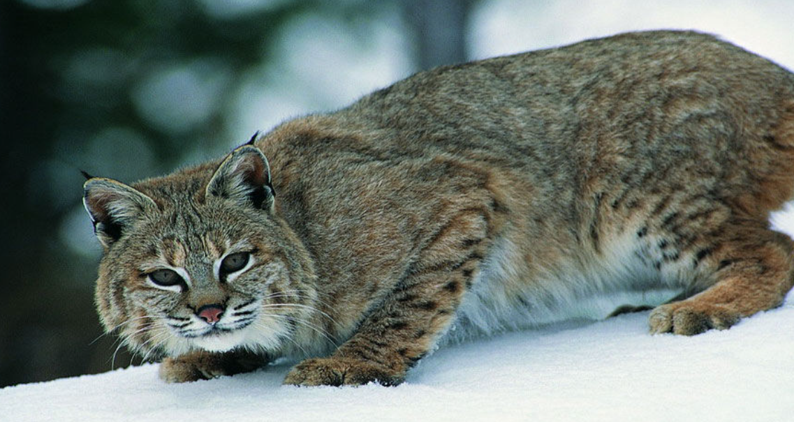  p>猫狸子是一种长得像猫的小动物,最早是在不列颠培育出来.