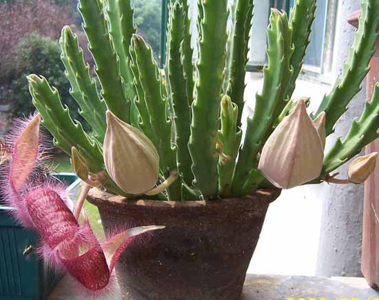  p>大花犀角(学名: i>stapelia /i>  i>grandiflora /i> masson)是