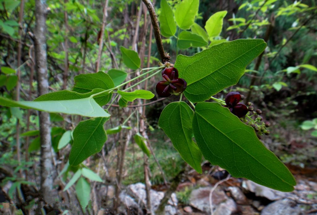 木通/2974013" data-lemmaid="2974013">三叶木通 /a>,三叶拿藤(浙江)