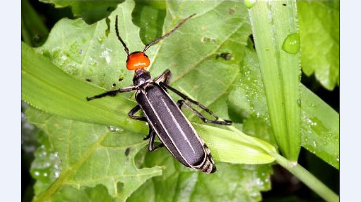  p>属中小型甲虫,全身黑色,头部红色,翅膀末端具灰白色的长毛.