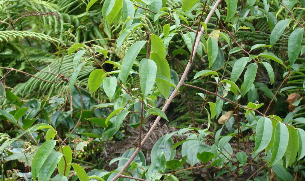 embelia laeta (l.) mez