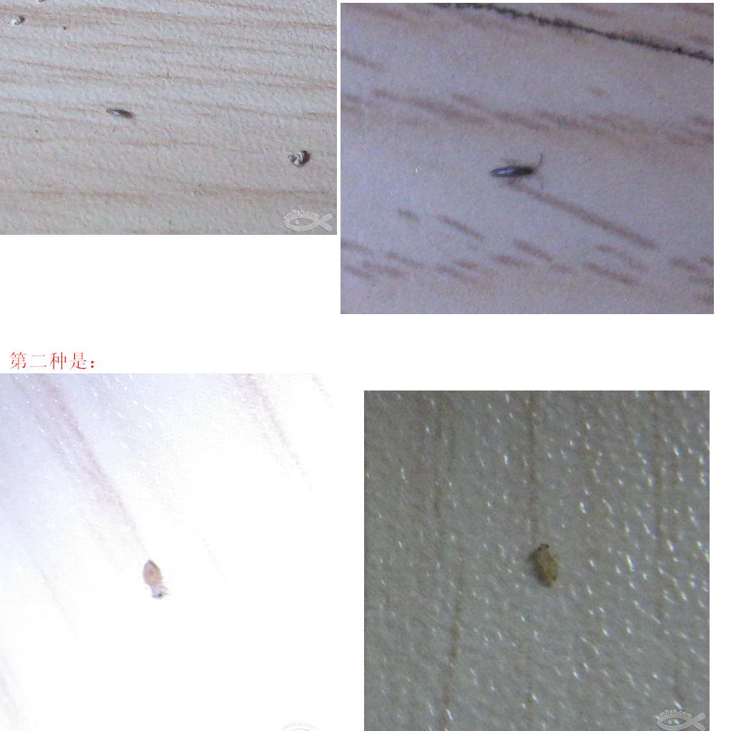  p>缨尾目(学名thysanura)指的是 a target="_blank" href="/item