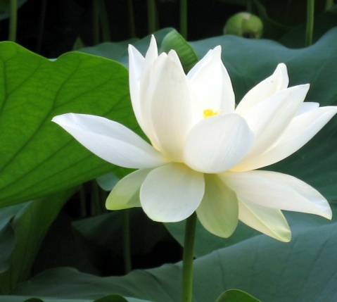 六月花神 百度百科