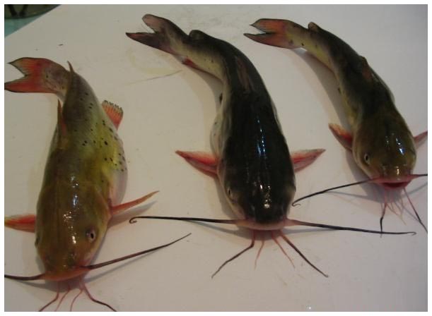 黄鸭牯,黄鸭咕,黄牙角,长约82~229mm,又称黄鸭咕,戈牙,咯鱼,咯咯噎,黄