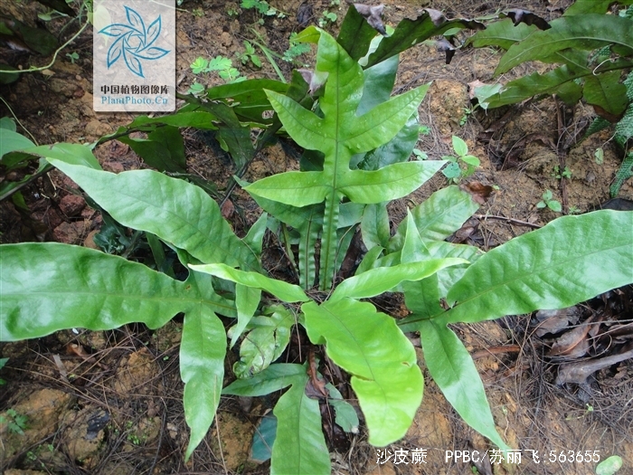  p>沙皮蕨(学名: i>hemigramma decurrens /i> (hook.) cop.