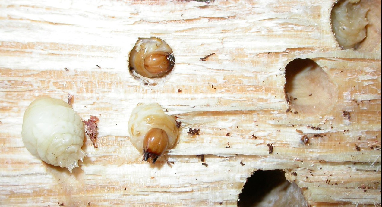  p>马尾松角胫象shirahoshizo patruelis,属鞘翅目象虫科.