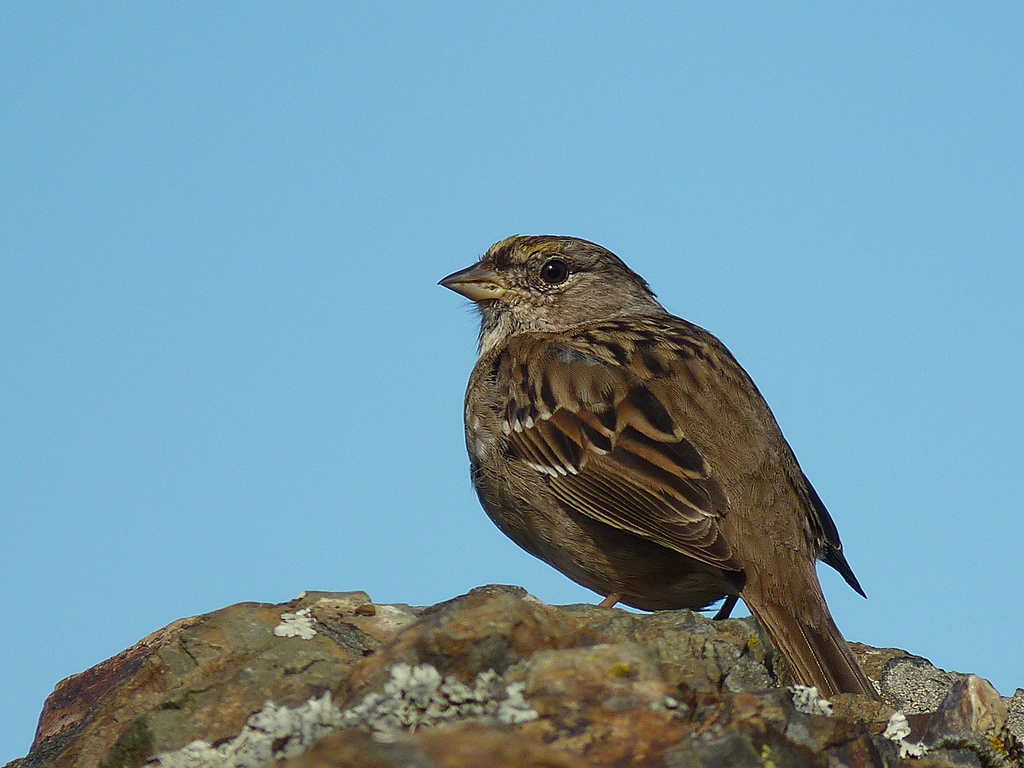  p>金冠带鹀是 a href="#" data-lemmaid="3516708">脊索动物门 /a>, 