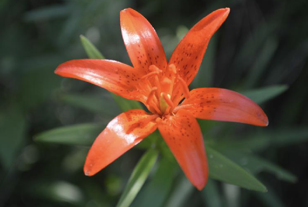 var.  i>pulchellum /i> (fisch.) regel)是百合科百合属渥丹的变 ..