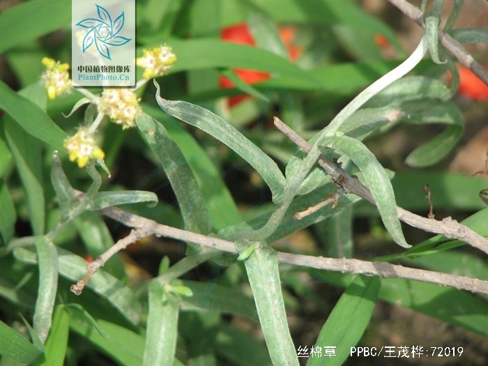  p>丝棉草为 a target="_blank" href="/item/鼠麴草属">鼠麴草属 /a>