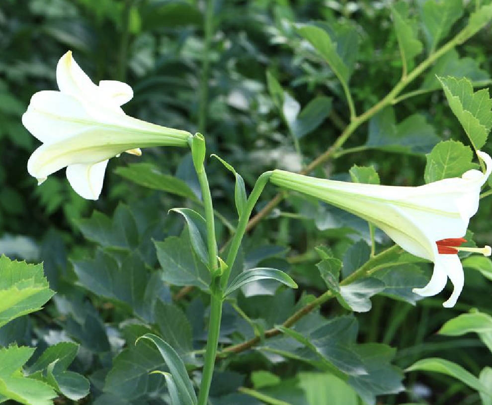  p>宜昌百合(学名:l i>ilium leucanthum /i> (baker) baker)是百合科