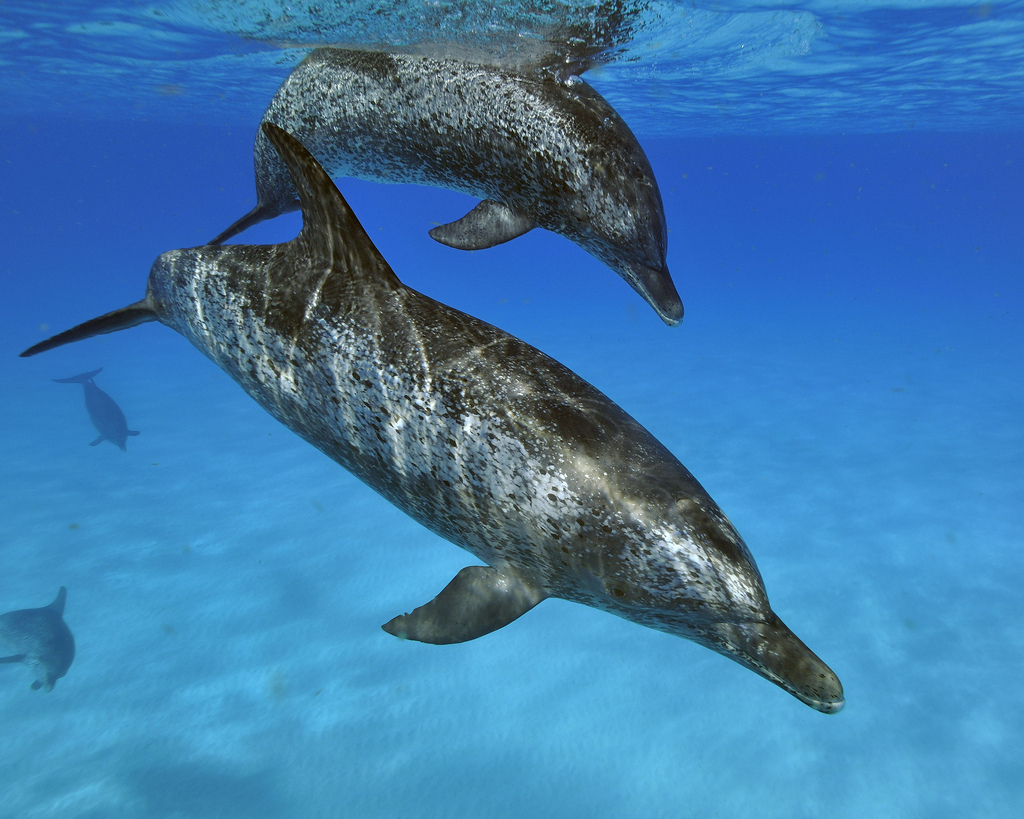  p>花斑原海豚(学名:stenella frontalis),身体呈纺锤形,体形颇似 a