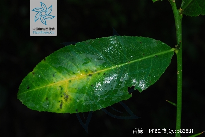  p>香橼(学名: i>citrus medica  /i> l.