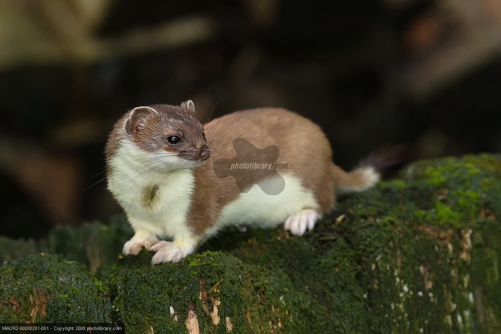  p>鼬科又名 a href="#">貂科 /a>,拥有 a href="#">犬型类 /a>超过半