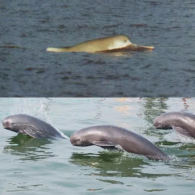 淡水豚 又称 河豚,淡水海豚,淡水鲸
