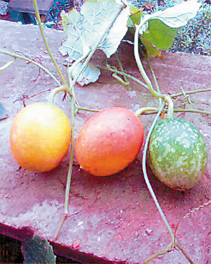 trichosanthes fissibracteata