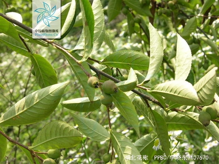  p>湖北花楸(学名:sorbus hupehensis c. k. schneid.