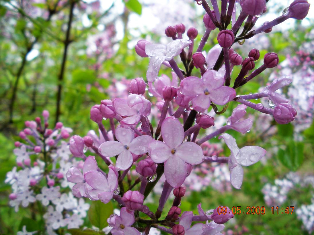 管状花冠