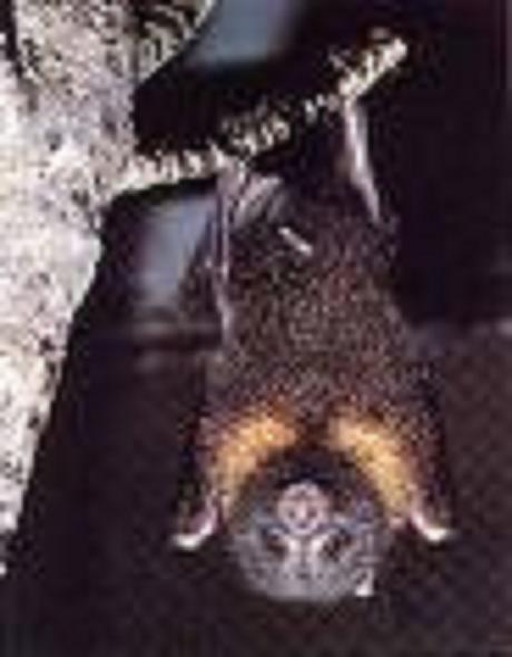  p>金狐蝠(pteropus phaeocephalus),又名黑首狐蝠, a href="#" data