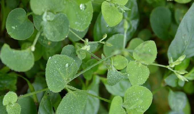  p>荷莲豆草(学名:drymaria diandra blume)是 a target="_blank"