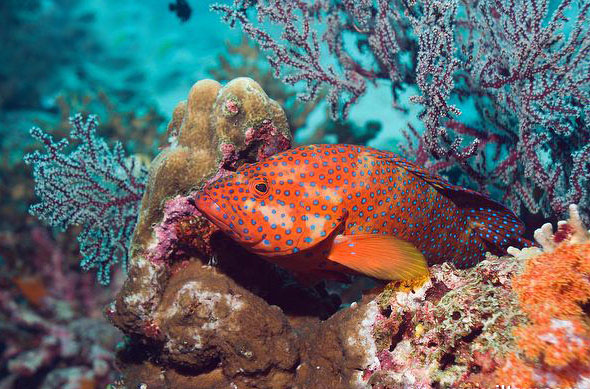  p>青星九棘鲈 (学名: i>cephalopholis miniata /i>)是鮨科,九棘鲈属