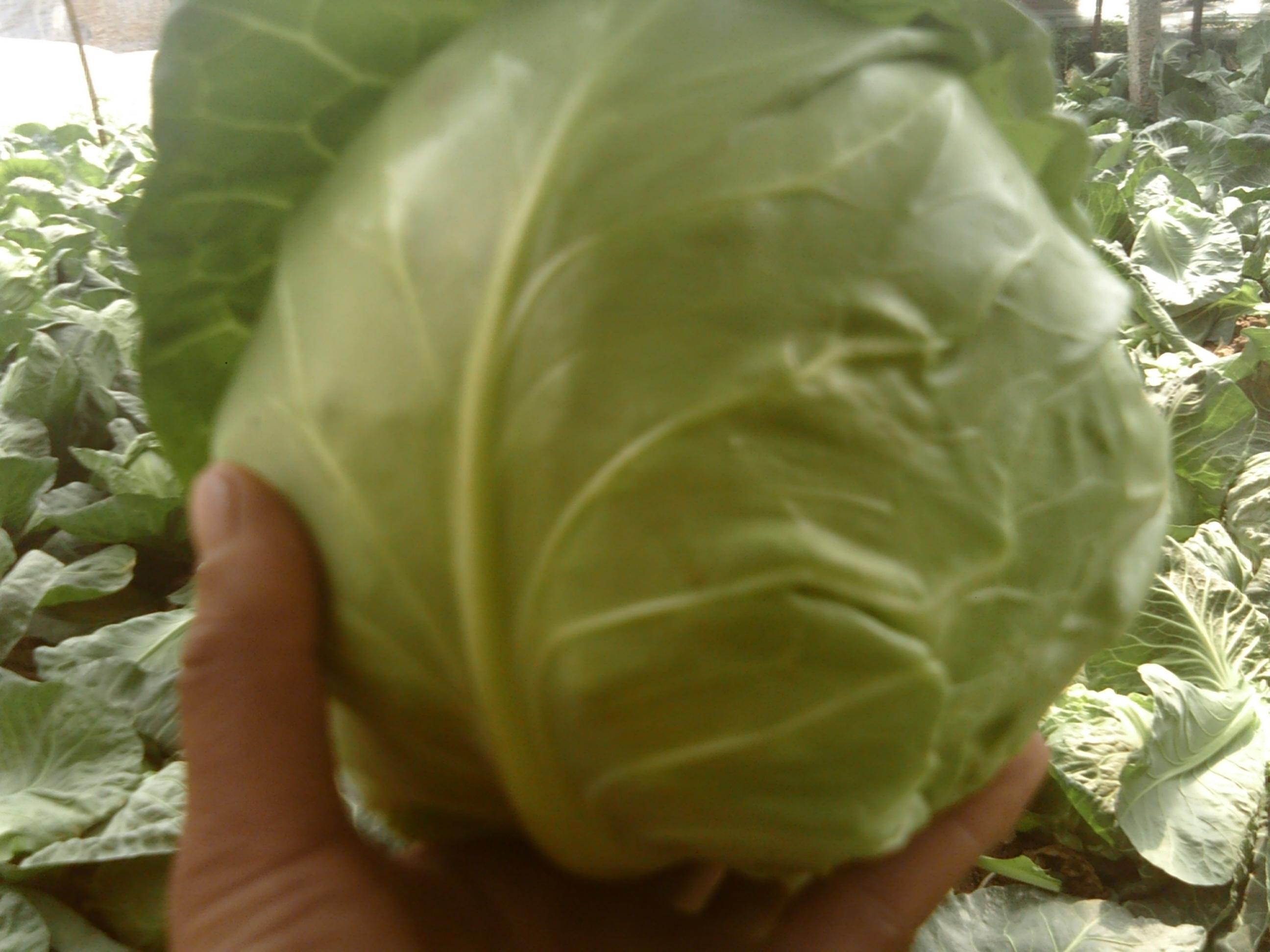 blank" href="/item/卷心菜/2073007" data