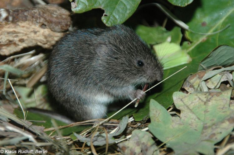  p>东方田鼠(学名: i>microtus fortis /i>),别称 a href="#" data