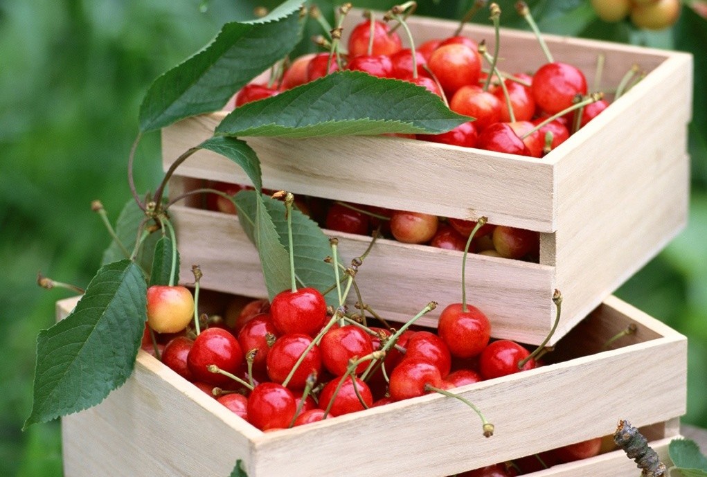  p>欧洲酸樱桃(学名: i>cerasus vulgaris /i>  mill.