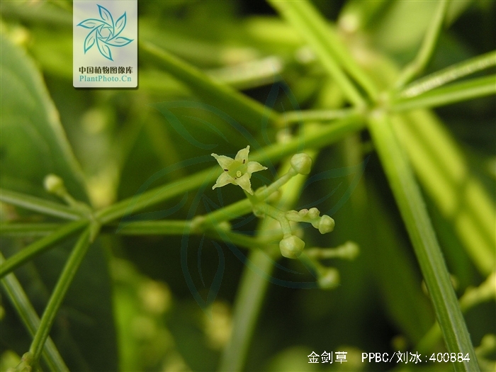  p>金剑草(学名:rubia alata wall)是草质攀援藤本.