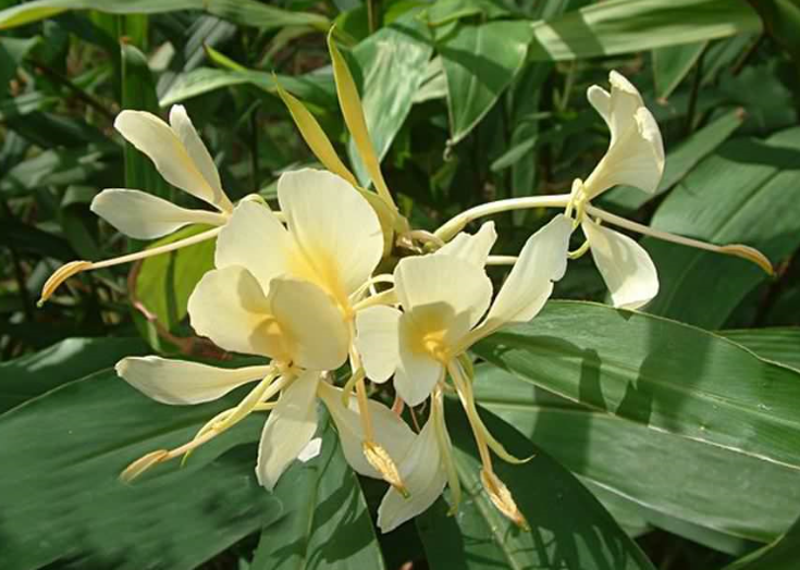 让古人也沉沦的姜花 百科ta说