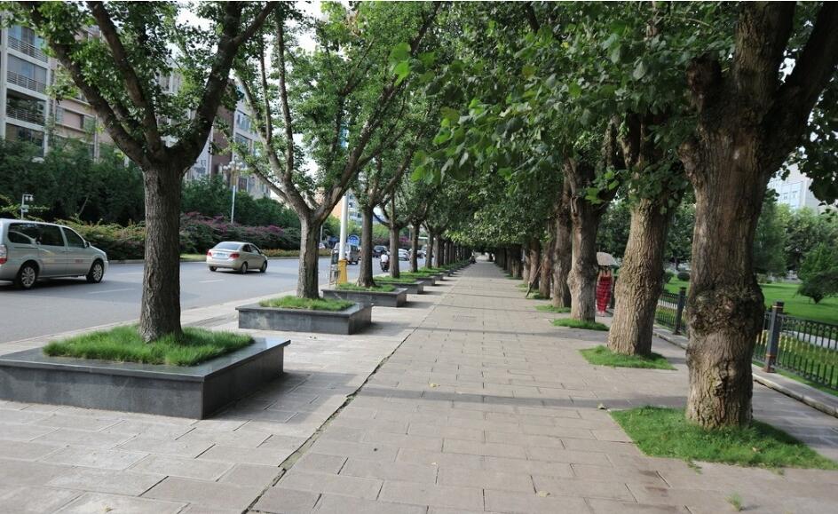  p>街道绿化(street planting)指的是在 a href="#" data-lemmaid="