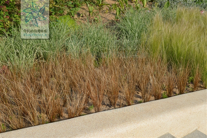  p data-id="gnwz47t59s">棕叶薹草( i>carex